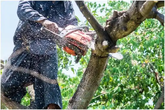 tree services Fincastle